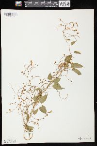 Polygonum baldschuanicum image