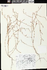 Polygonum aviculare subsp. aviculare image