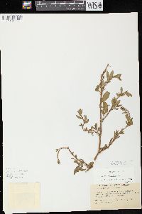 Polygonum aviculare subsp. aviculare image