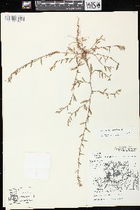 Polygonum aviculare subsp. aviculare image