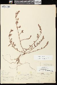 Polygonum aviculare var. buxiforme image