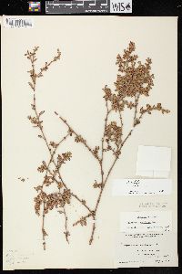 Polygonum aviculare var. buxiforme image