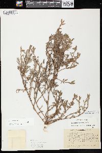 Polygonum aviculare var. buxiforme image