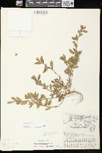 Polygonum aviculare var. buxiforme image