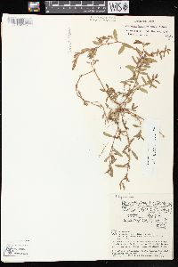 Polygonum aviculare var. buxiforme image