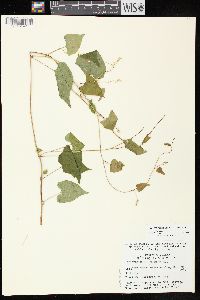 Fallopia cilinodis image