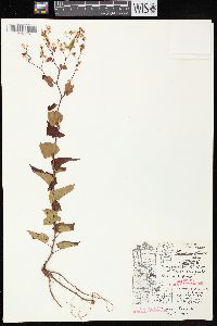 Fallopia cilinodis image