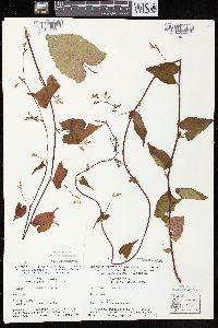 Fallopia cilinodis image