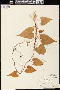 Fallopia cilinodis image