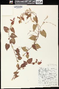 Fallopia cilinodis image