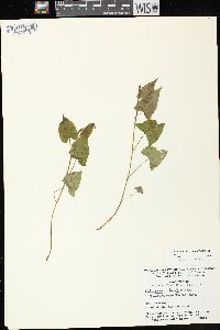 Fallopia cilinodis image