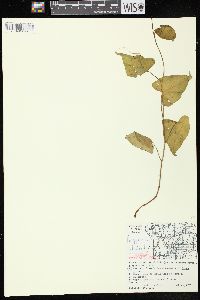 Fallopia cilinodis image