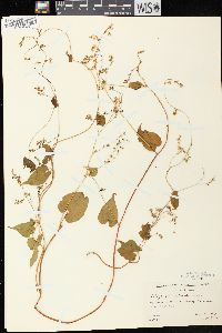 Fallopia cilinodis image