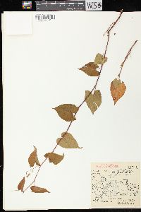 Fallopia cilinodis image