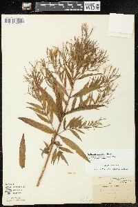 Epilobium coloratum image