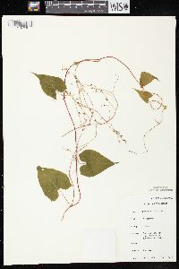 Fallopia cilinodis image