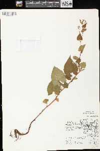 Fallopia cilinodis image