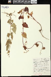 Fallopia cilinodis image