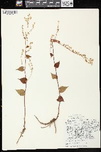 Fallopia cilinodis image