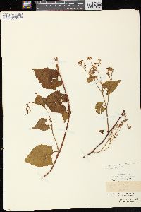 Fallopia cilinodis image