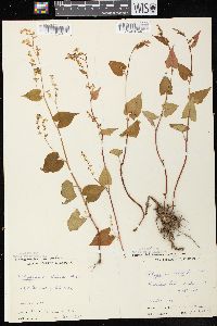 Fallopia cilinodis image