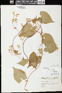 Fallopia cilinodis image