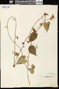 Fallopia cilinodis image