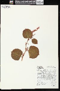 Reynoutria japonica image