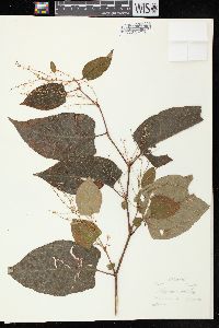 Reynoutria japonica image