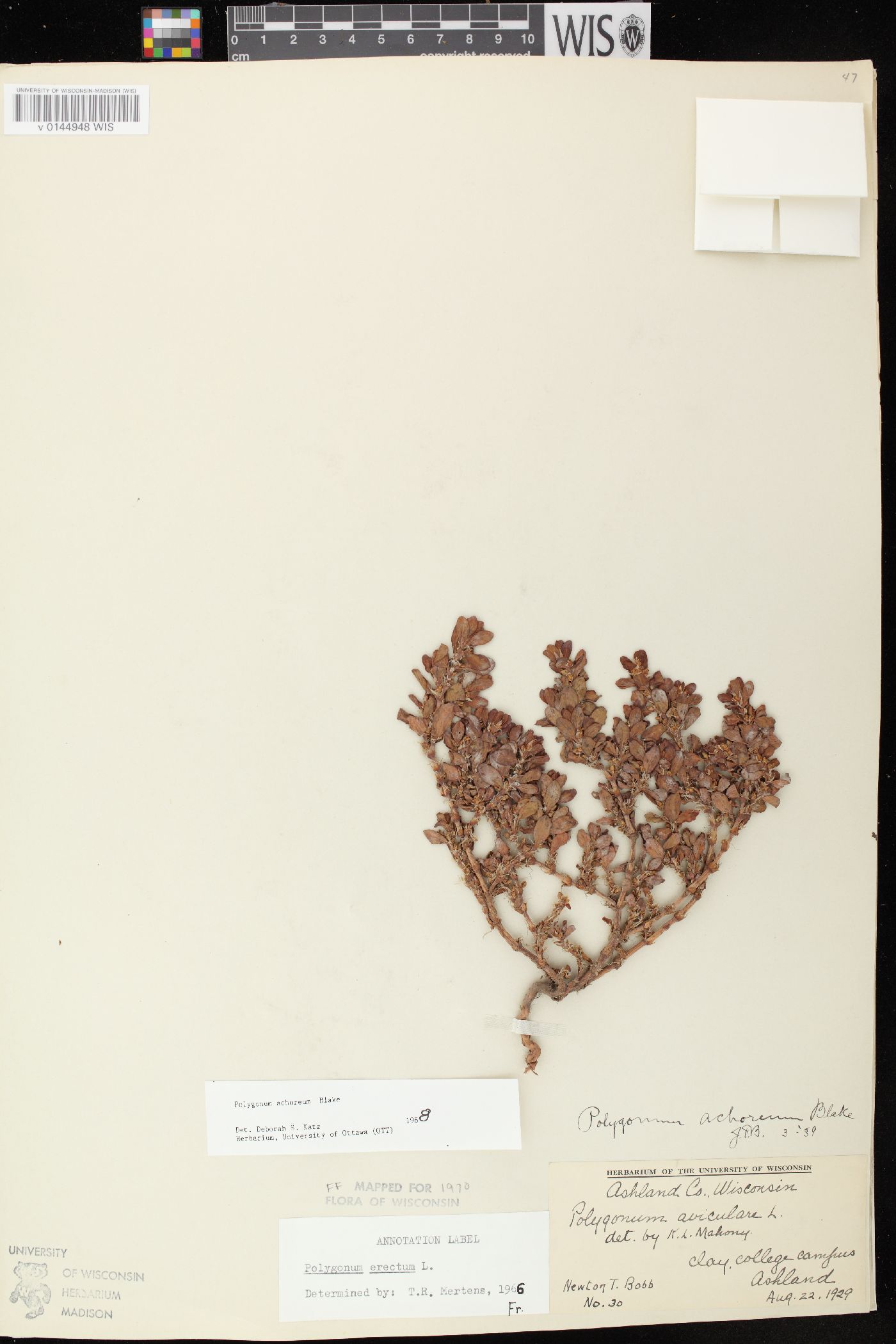 Polygonum achoreum image