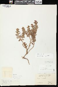 Polygonum achoreum image