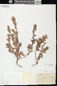 Polygonum achoreum image