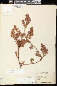 Polygonum achoreum image