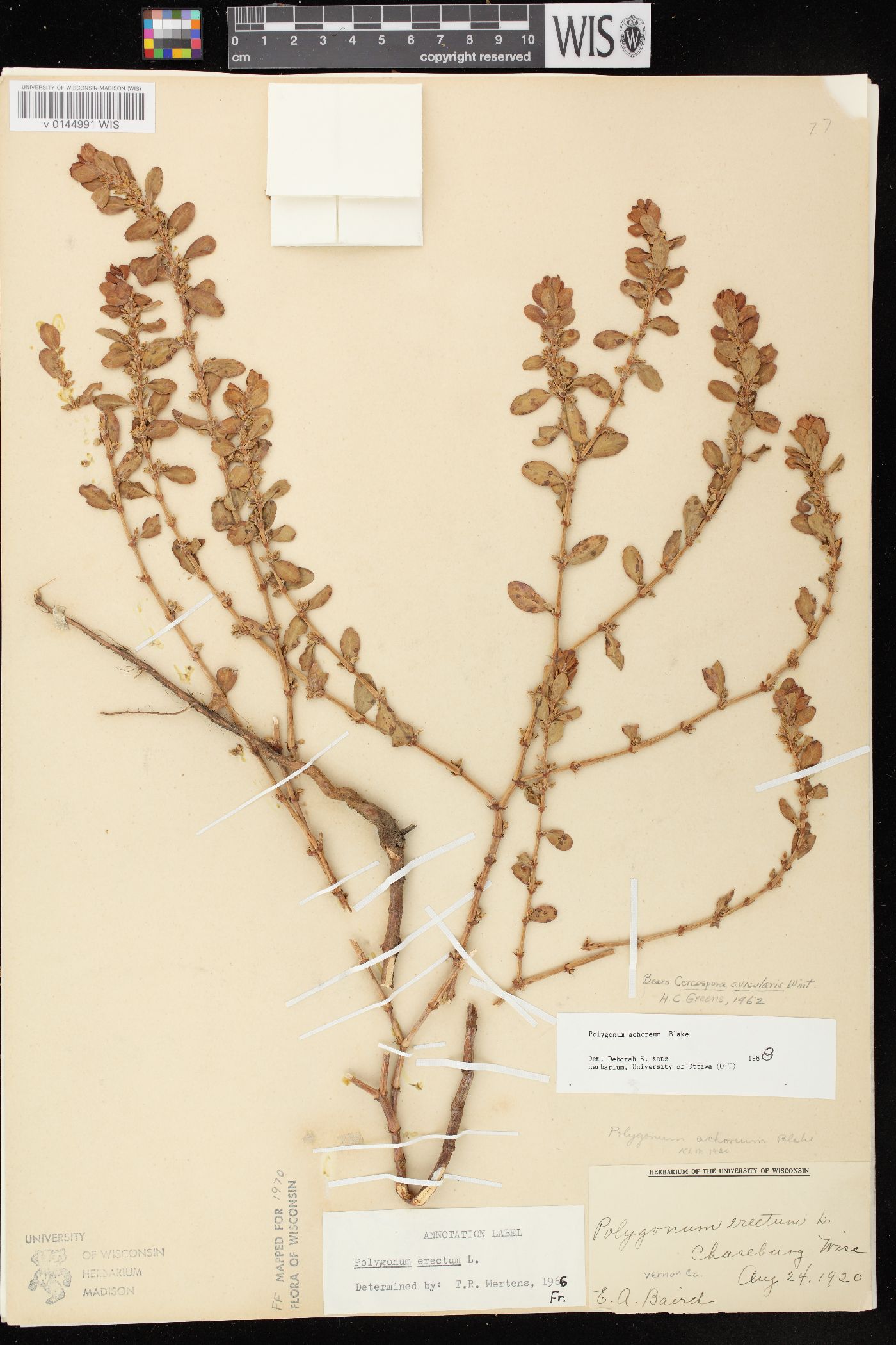 Polygonum achoreum image