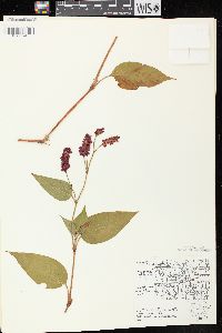 Persicaria orientalis image