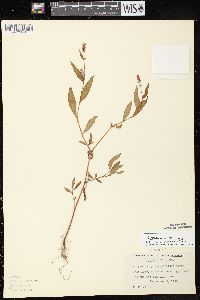 Persicaria maculosa image