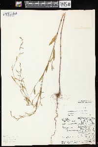 Polygonum ramosissimum image