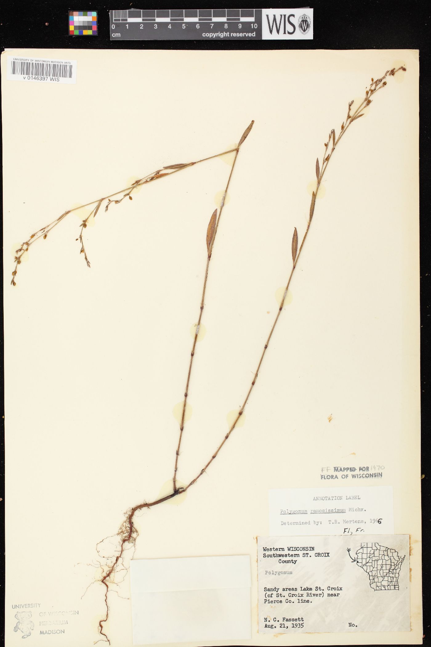 Polygonum ramosissimum subsp. ramosissimum image