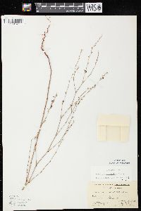 Polygonum ramosissimum subsp. ramosissimum image