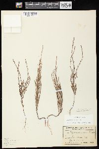 Polygonum tenue image