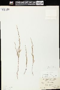 Polygonum tenue image