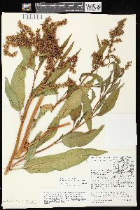 Rumex altissimus image