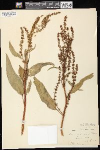 Rumex altissimus image