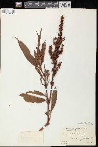 Rumex altissimus image