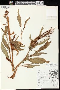 Rumex altissimus image