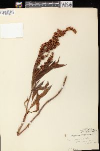 Rumex triangulivalvis image