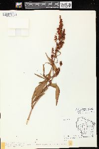 Rumex triangulivalvis image