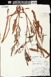 Rumex triangulivalvis image