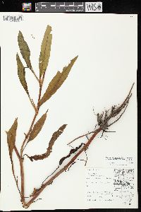 Rumex triangulivalvis image