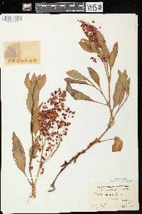 Rumex venosus image